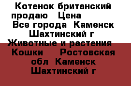 Котенок британский продаю › Цена ­ 3 000 - Все города, Каменск-Шахтинский г. Животные и растения » Кошки   . Ростовская обл.,Каменск-Шахтинский г.